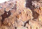 kornatka masová - Kornatka mäsovočervená