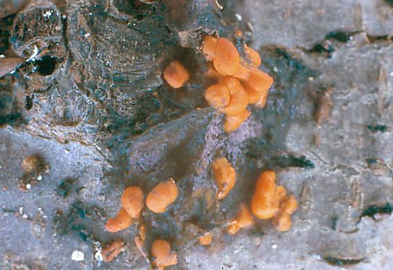 kropilka rosolovitá - Slzovec rosolovitý Dacrymyces stillatus Nees