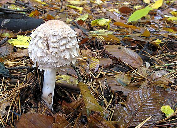 bedľa červenejúca Chlorophyllum rhacodes (Vittad.) Vellinga