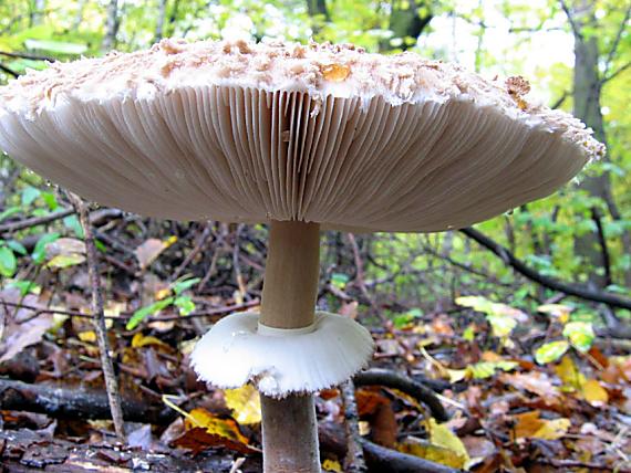 bedľa červenejúca Chlorophyllum rhacodes (Vittad.) Vellinga