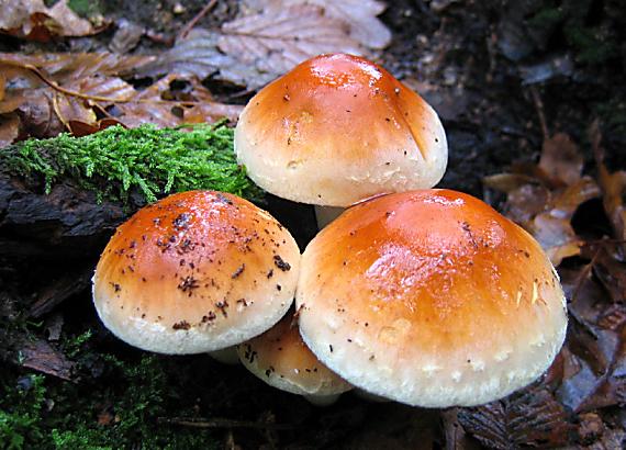 strapcovka tehlovočervená Hypholoma lateritium (Schaeff.) P. Kumm.