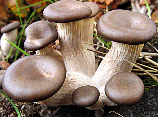 hliva ustricovitá Pleurotus ostreatus (Jacq.) P. Kumm.