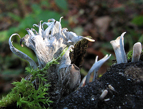 drevnatec parohatý Xylaria hypoxylon (L.) Grev.