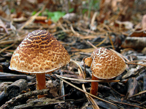 bedlička hnedá Lepiota castanea Quél.