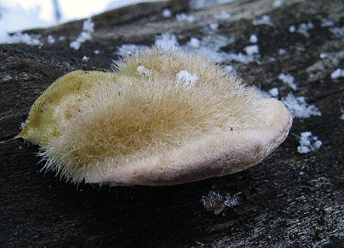 trúdnikovec chlpatý Trametes hirsuta (Wulfen) Lloyd