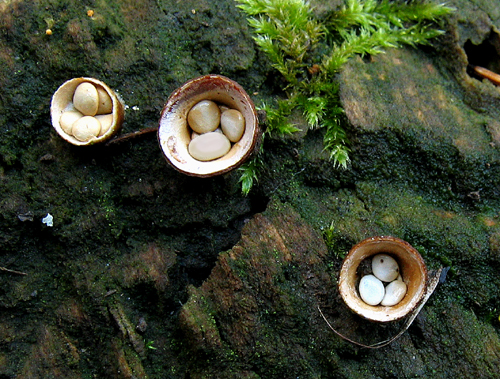 pohárovček Crucibulum sp.
