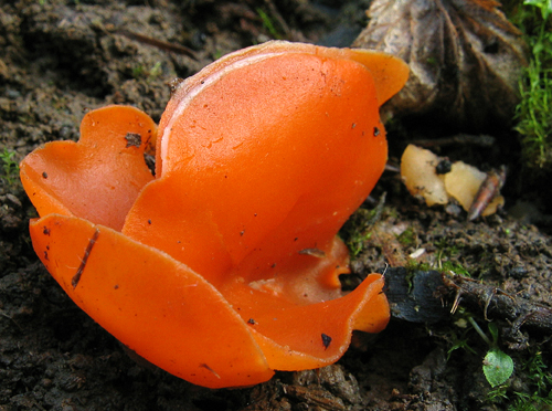 tanierovka oranžová Aleuria aurantia (Pers.) Fuckel
