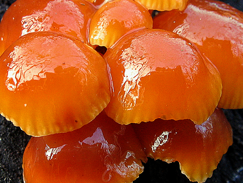 plamienka zimná Flammulina velutipes (Curtis) Singer