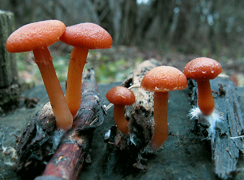 smeťovka zimná Tubaria furfuracea (Pers.) Gillet