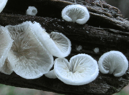 pahliva premenlivá Crepidotus variabilis (Pers.) P. Kumm.