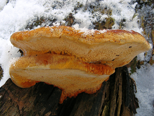 sírovec obyčajný Laetiporus sulphureus (Bull.) Murrill