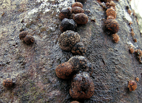 drevovček bukový Hypoxylon fragiforme (Pers.) J. Kickx f.