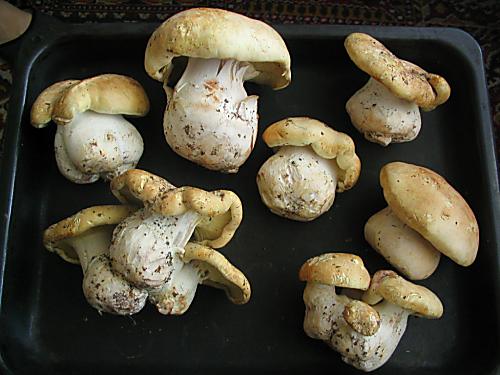 čechratec zavalitý Leucopaxillus tricolor (Peck) Kühner