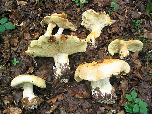 čechratec zavalitý Leucopaxillus tricolor (Peck) Kühner