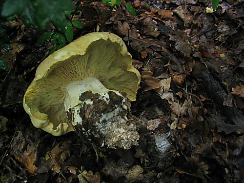 čechratec zavalitý Leucopaxillus tricolor (Peck) Kühner