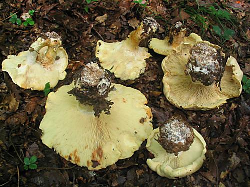 čechratec zavalitý Leucopaxillus tricolor (Peck) Kühner