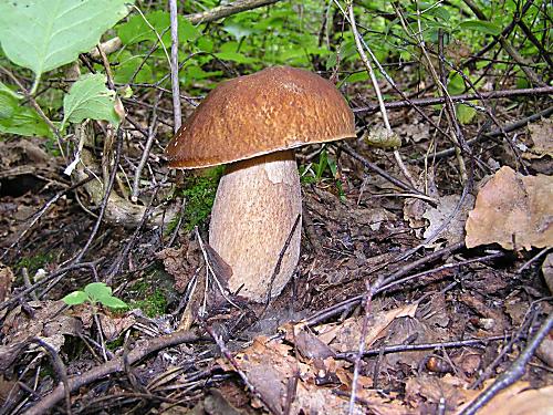 hríb dubový Boletus reticulatus Schaeff.