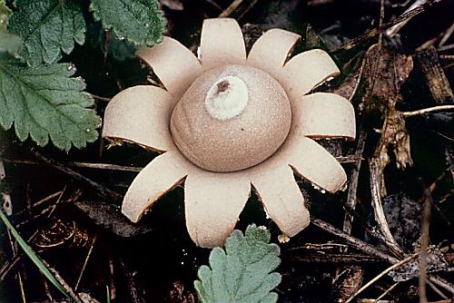 hvězdovka bradavková Geastrum corollinum (Batsch) Hollós