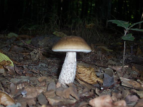 kozák hrabový Leccinum pseudoscabrum (Kallenb.) Šutara