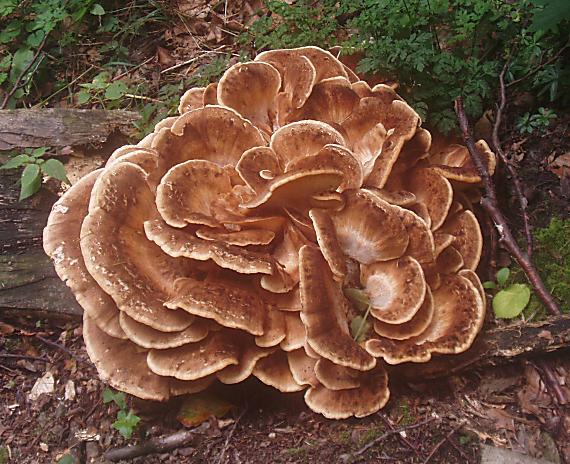 vejárovec obrovský Meripilus giganteus (Pers.) P. Karst.