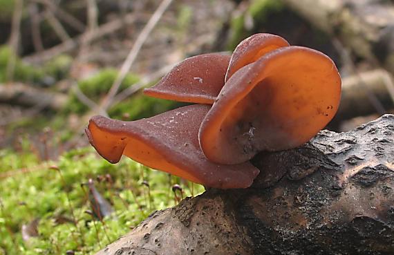 uchovec bazový Auricularia auricula-judae (Bull.) Quél.