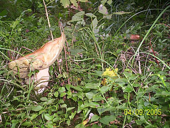 hríb smrekový Boletus edulis Bull.