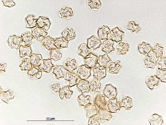hodvábnica jarná / Závojenka podtrnka Entoloma clypeatum (L.) P. Kumm.