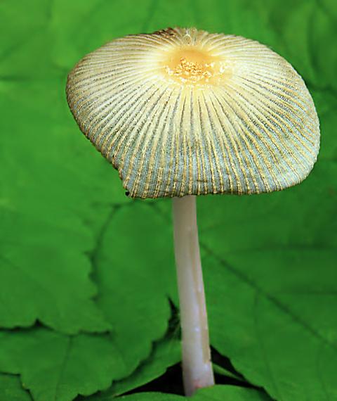 hnojník blanitý Coprinellus xanthothrix (Romagn.) Vilgalys, Hopple & Jacq. Johnson