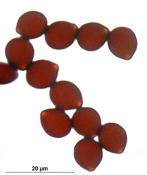 hnojník sivejúci Parasola lactea (A.H. Sm.) Redhead, Vilgalys & Hopple