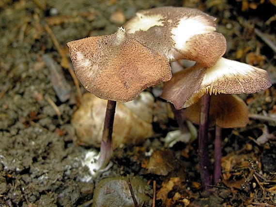 hodvábnica/Závojenka dvoubarvá Entoloma dichroum (Pers.) P. Kumm.