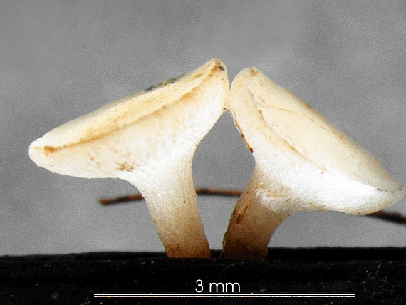 čiašočka ružovejúca/Voskovička štítovitá Hymenoscyphus scutula (Pers.) W. Phillips