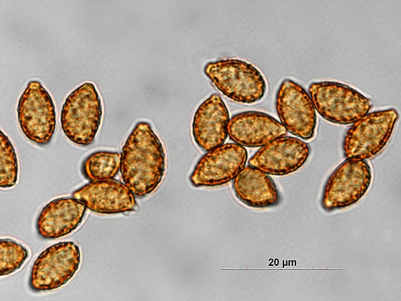 pavučinovec mirabelkový / Pavučinec voňavý Cortinarius amoenolens Rob. Henry ex P.D. Orton
