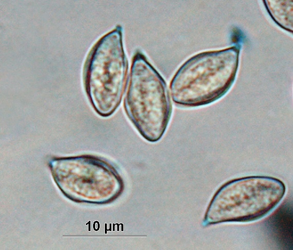 machovka obyčajná/Mechovka obecná Clitopilus prunulus (Scop.) P. Kumm.