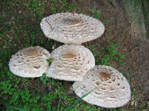 bedľa červenejúca Chlorophyllum rhacodes (Vittad.) Vellinga