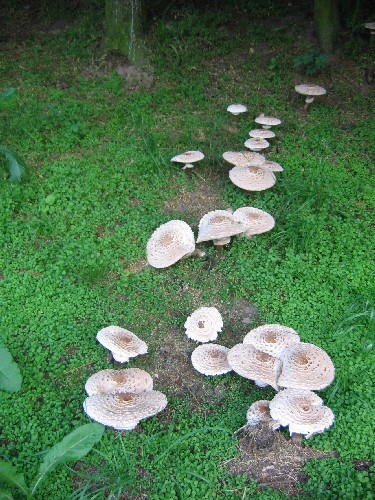 bedľa červenejúca Chlorophyllum rhacodes (Vittad.) Vellinga