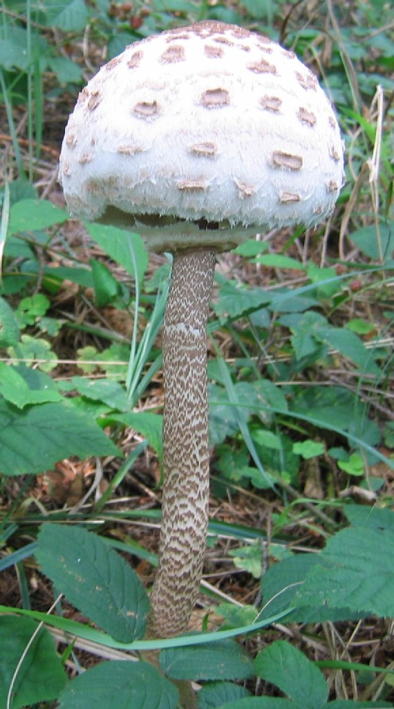 bedľa vysoká / Bedla vysoká Macrolepiota procera (Scop.) Singer