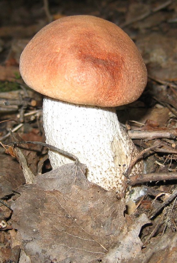 kozák osikový / Křemenáč osikový Leccinum albostipitatum den Bakker & Noordel.