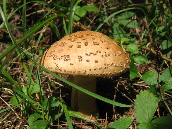 muchotrávka červenkastá / Muchomůrka rúžovka Amanita rubescens Pers.
