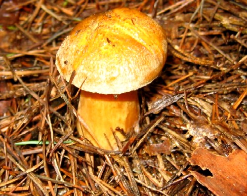 masliak strakatý / Hřib strakoš Suillus variegatus (Sw.) Kuntze