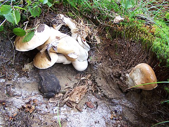 hríb smrekový Boletus edulis Bull.