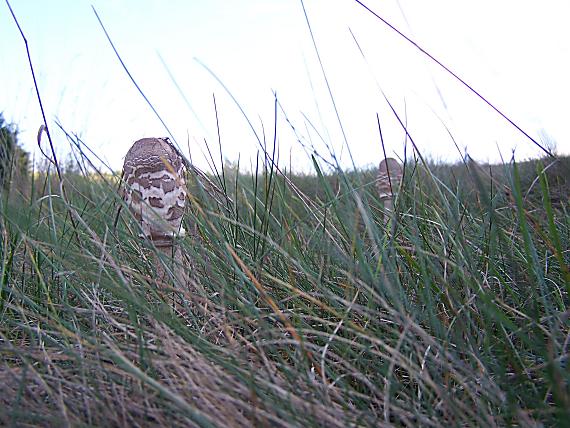 bedľa vysoká Macrolepiota procera (Scop.) Singer