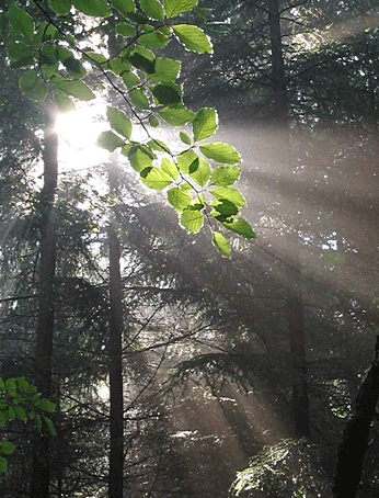 lesné svetlo