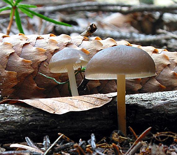 peniazočka smreková Strobilurus esculentus (Wulfen) Singer