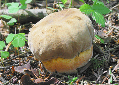 hríb zrnitohlúbikový Neoboletus luridiformis (Rostk.) G. Wu & Zhu L. Yang