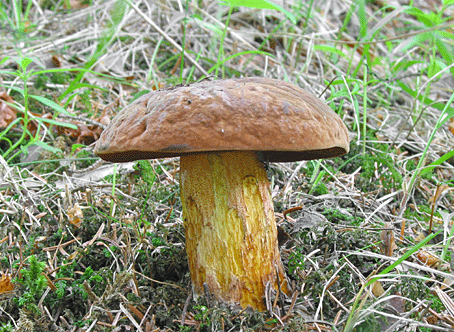 hríb zrnitohlúbikový Neoboletus luridiformis (Rostk.) G. Wu & Zhu L. Yang