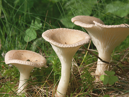 strmuľka Clitocybe sp.