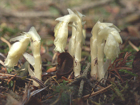 hniliak smrekový Monotropa hypopitys L.
