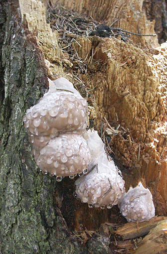 práchnovček pásikavý Fomitopsis pinicola (Sw.) P. Karst.