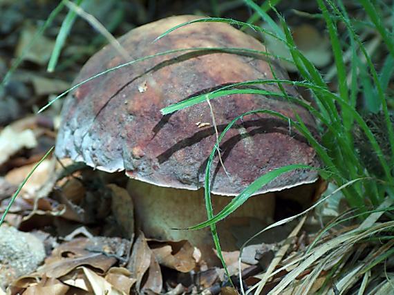 hríb sosnový Boletus pinophilus Pil. et Dermek in Pil.