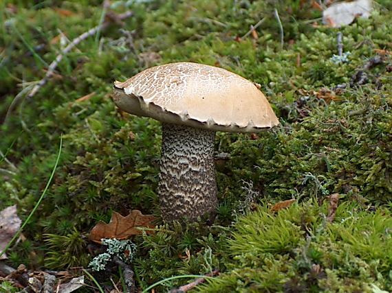 kozák žltooranžový Leccinum versipelle (Fr. & Hök) Snell